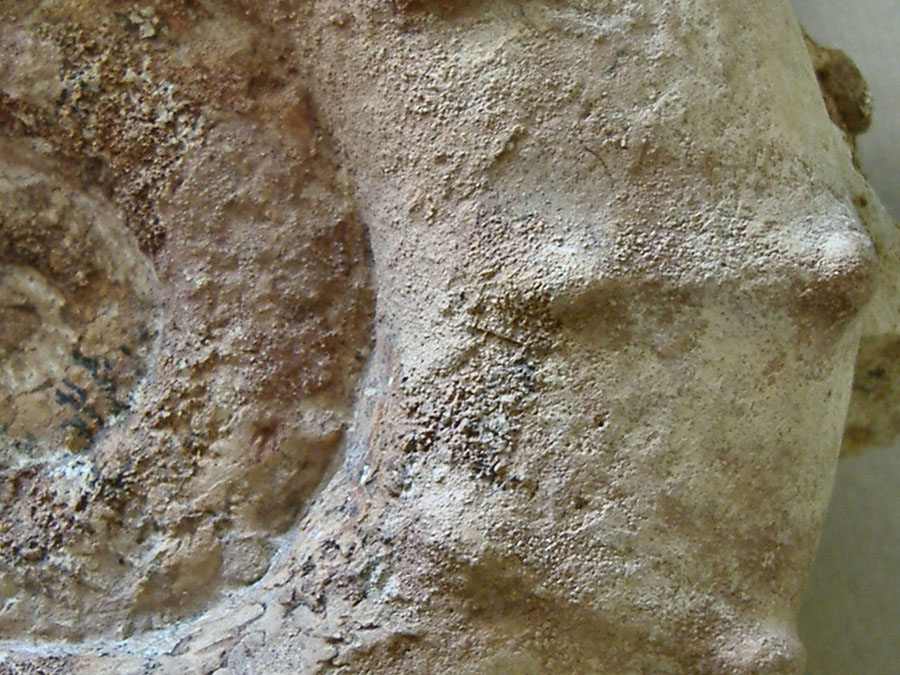AMMONITE (nuova) 12